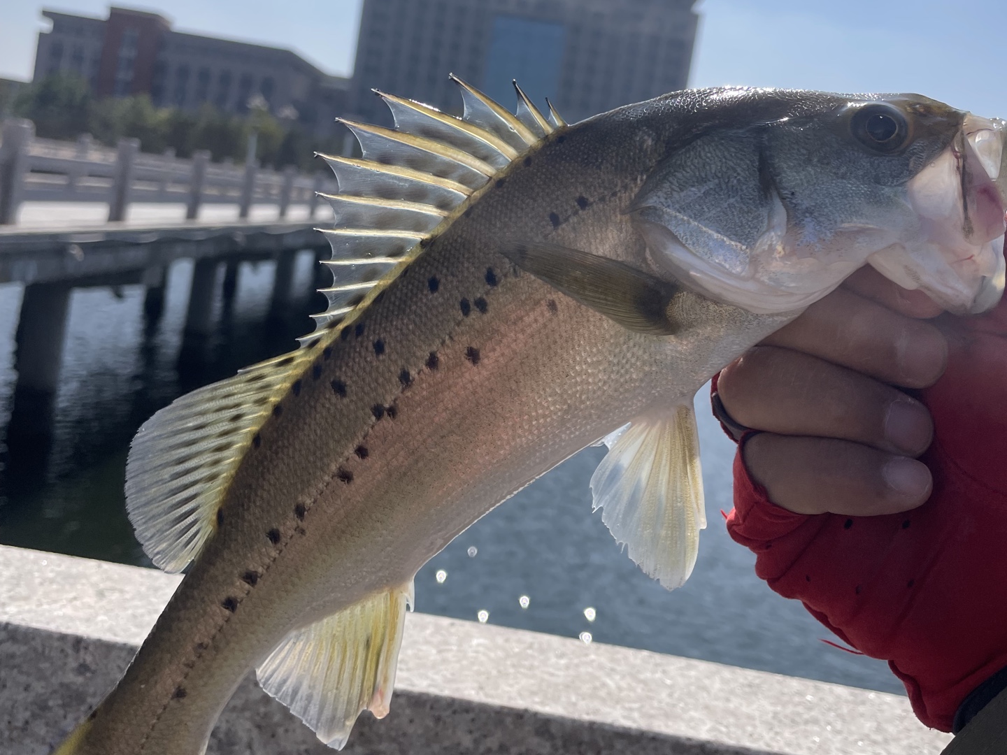 上海钓海鲈桥墩(桥上海钓技巧)