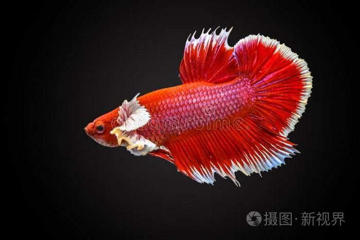 什么鱼战斗技巧好(什么鱼好打架)