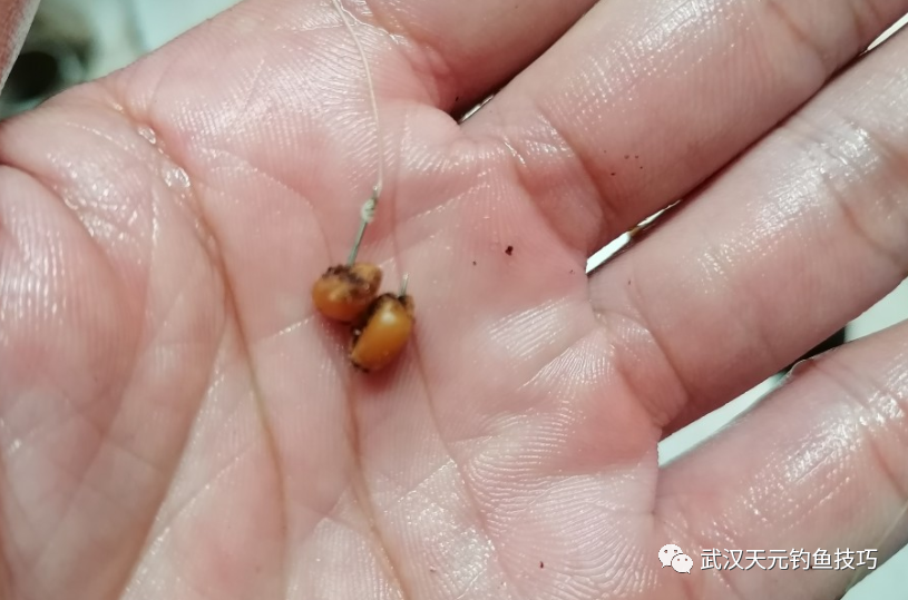 避开小鲫鱼的饵料(避开小鲫鱼钓大鲫鱼)