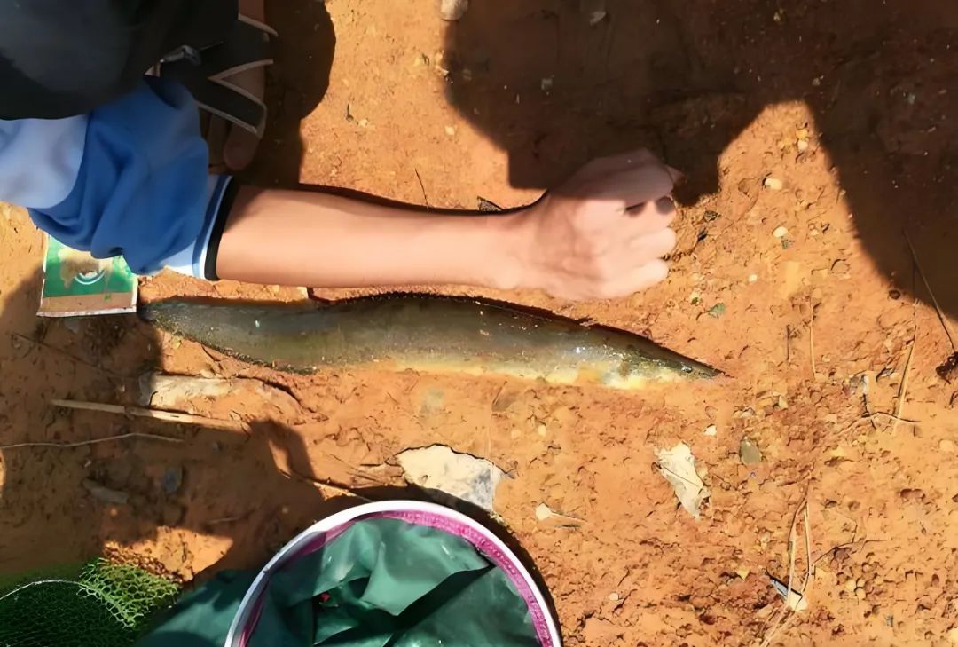 钓刀鳅鱼技巧(钓刀鳅鱼技巧视频)