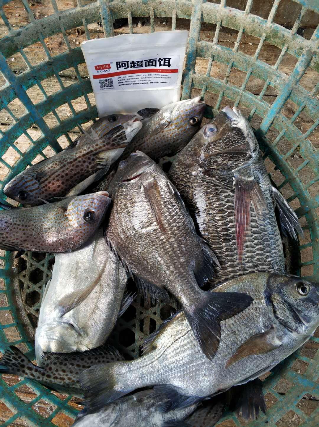 阿超海钓面饵(海钓面饵钓淡水鱼)