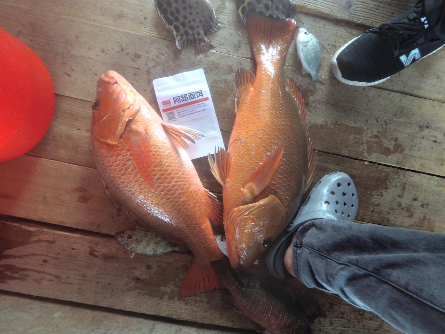 阿超海钓面饵(海钓面饵钓淡水鱼)