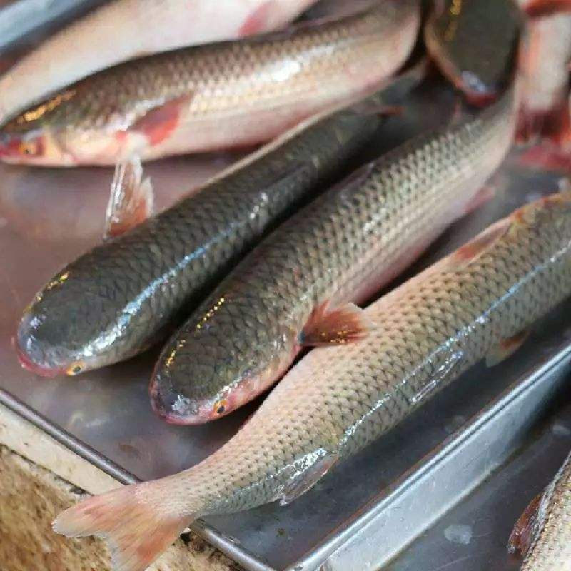 夜钓梭鱼技巧视频教学(晚上钓梭鱼)