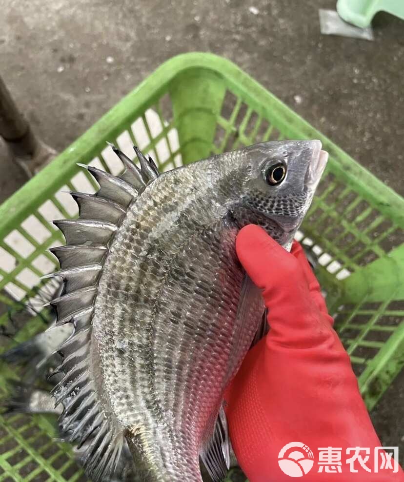 海钓鲷(海钓鲷鱼的方法与技巧)