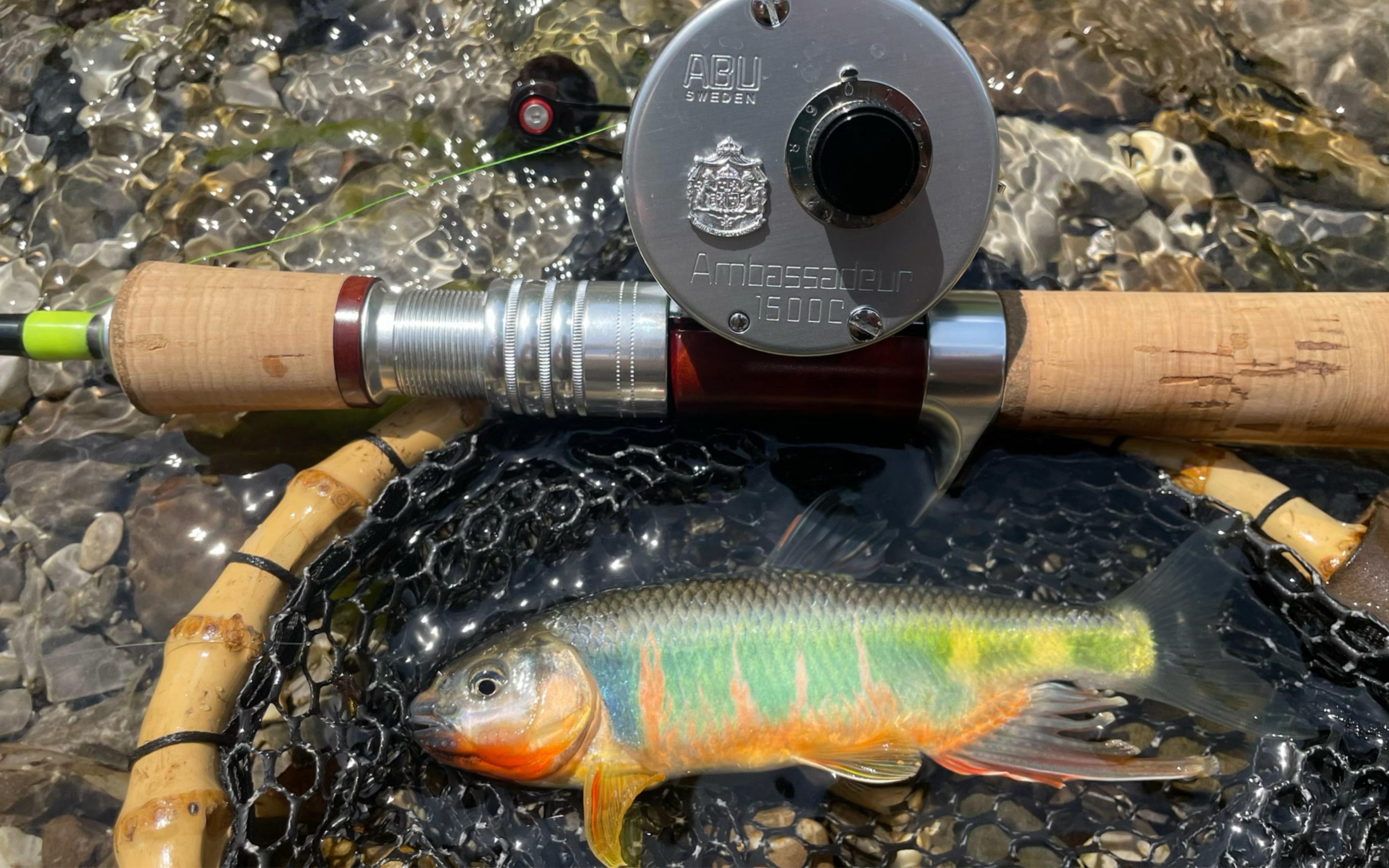 本溪路亚鱼种(本溪哪里可以路亚马口)