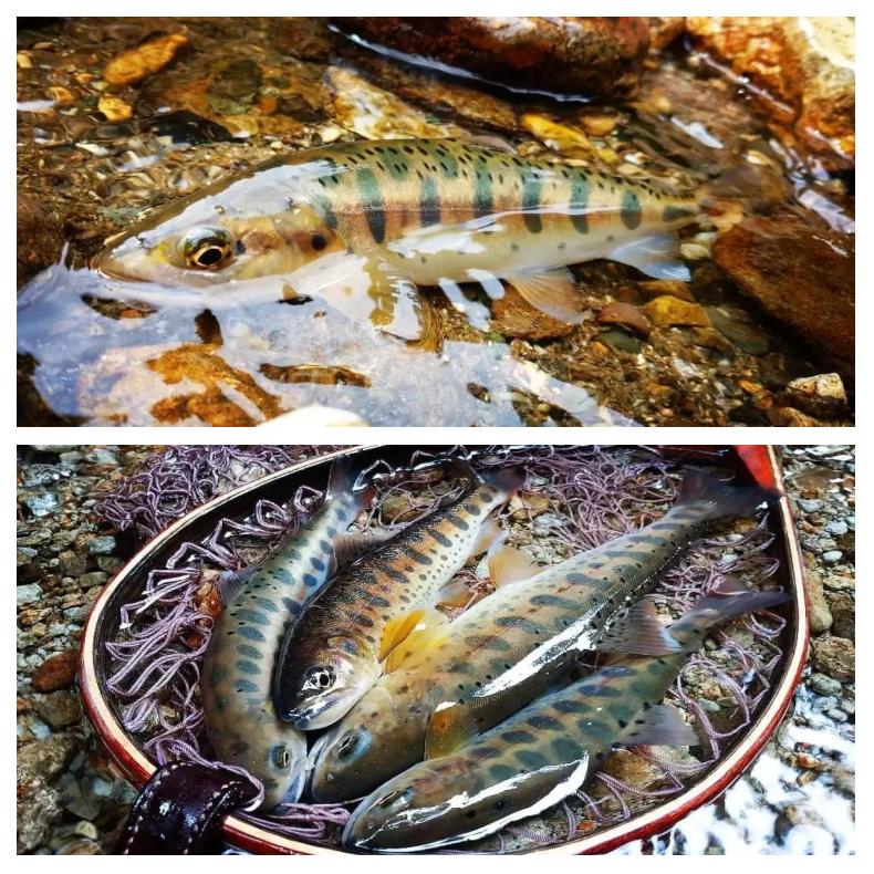 本溪路亚鱼种(本溪哪里可以路亚马口)