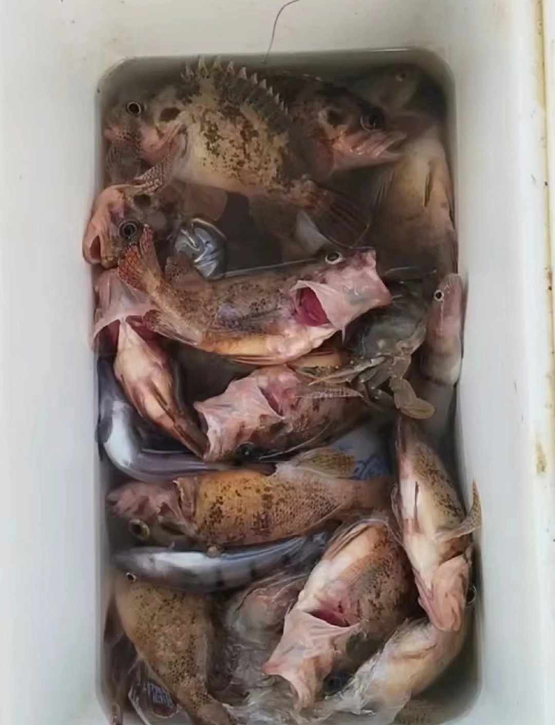 威海钓鱼船事件(威海钓鱼船管理规定)