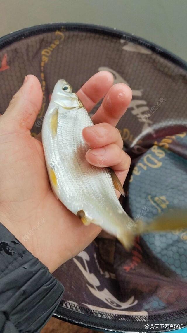 路亚钓黄尾技巧(路亚能不能钓到黄尾鱼)