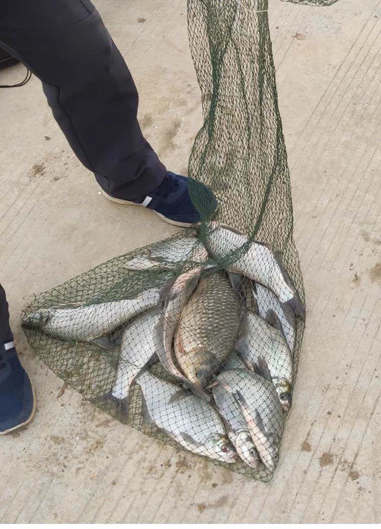 秋钓武昌鱼技巧(夏季钓武昌鱼最佳时间)