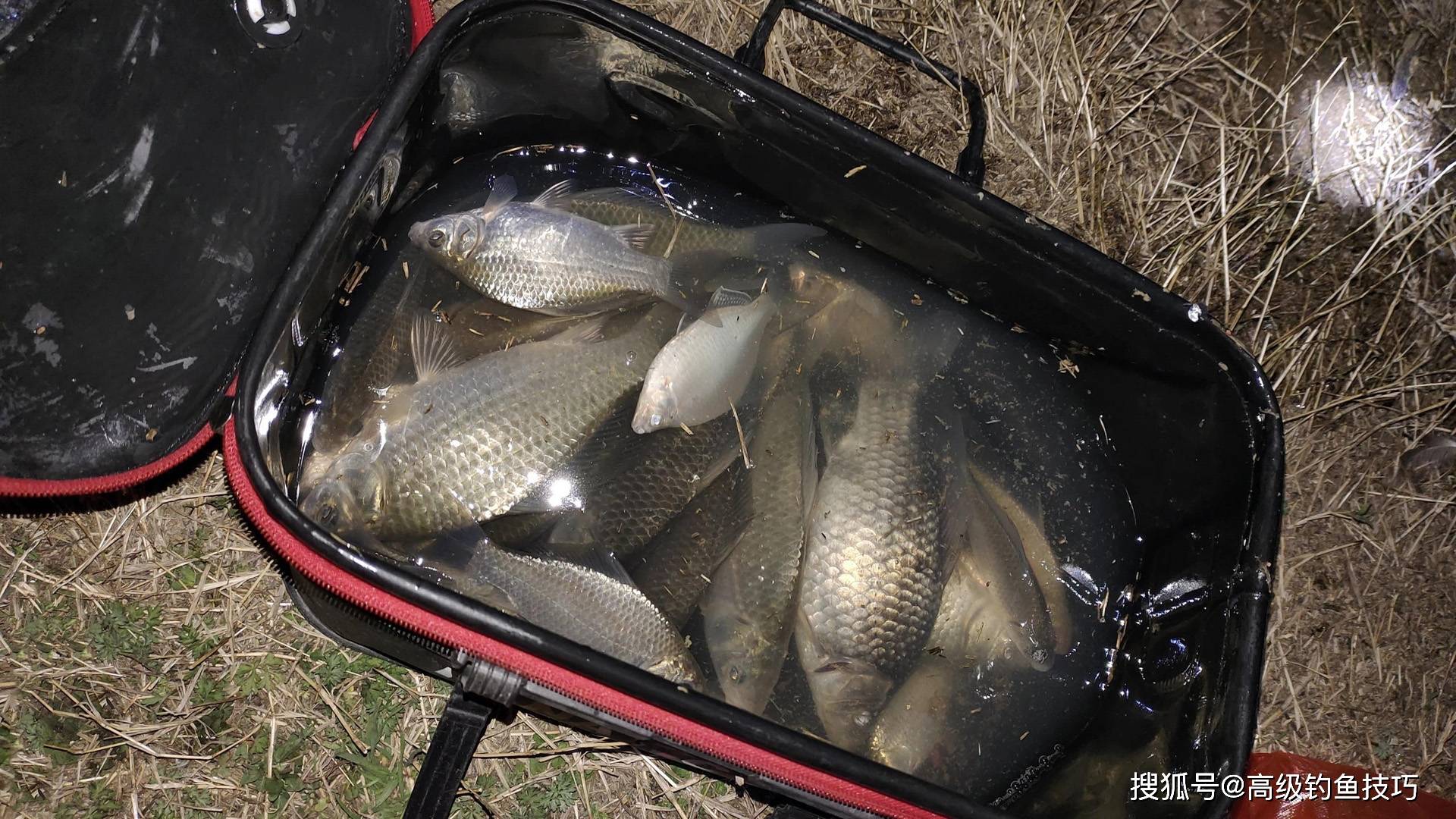 清明后野钓鲫鱼技巧(清明后钓鱼好钓吗)