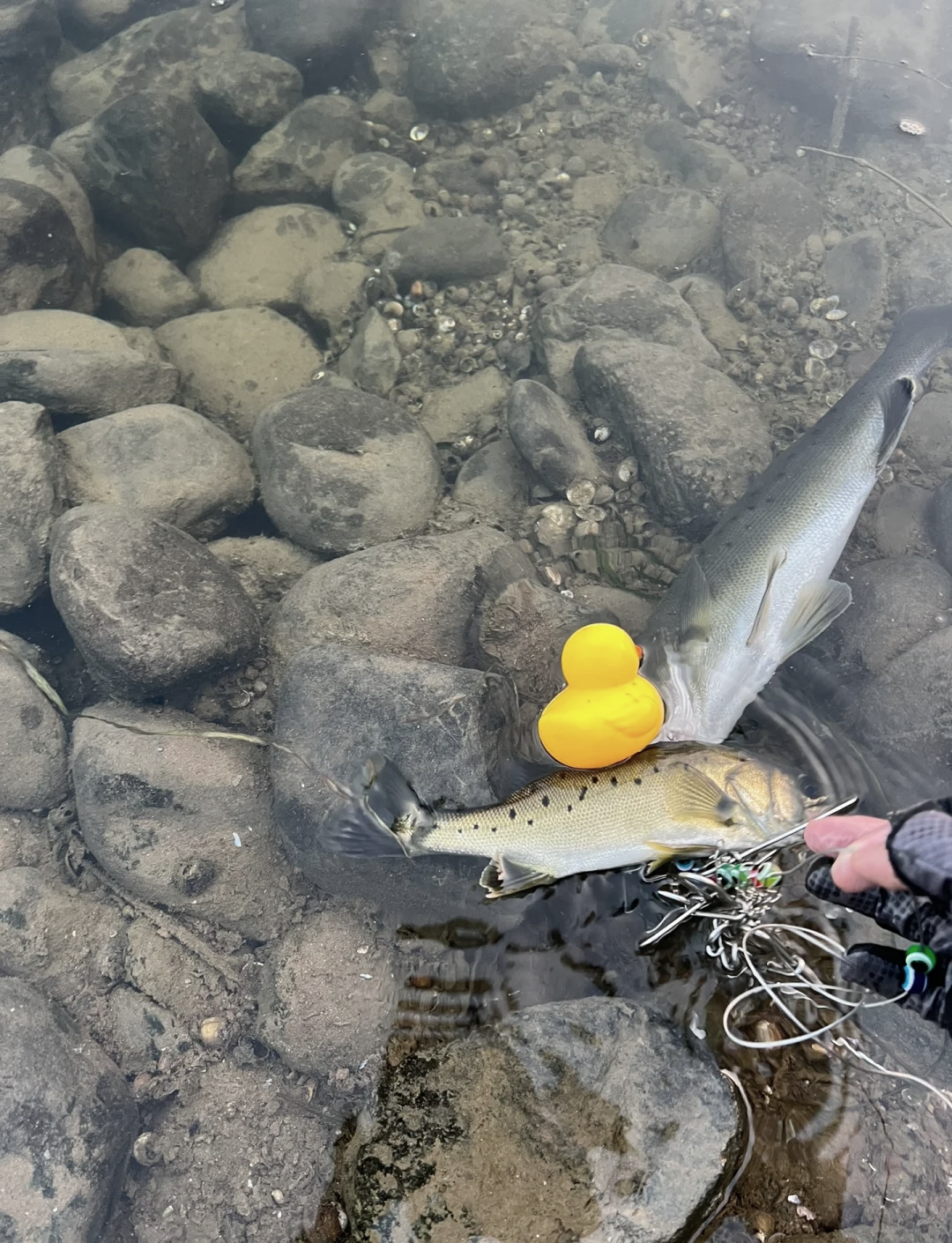 盐城路亚海鲈鱼(盐城大丰路亚海鲈鱼)