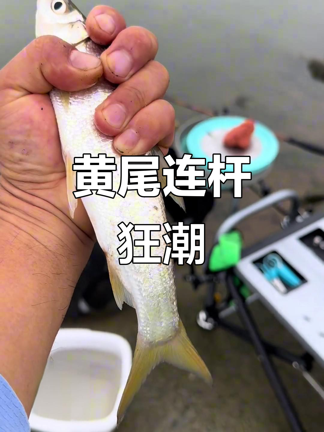 台钓钓黄尾技巧(钓黄尾鲴视频 大全)