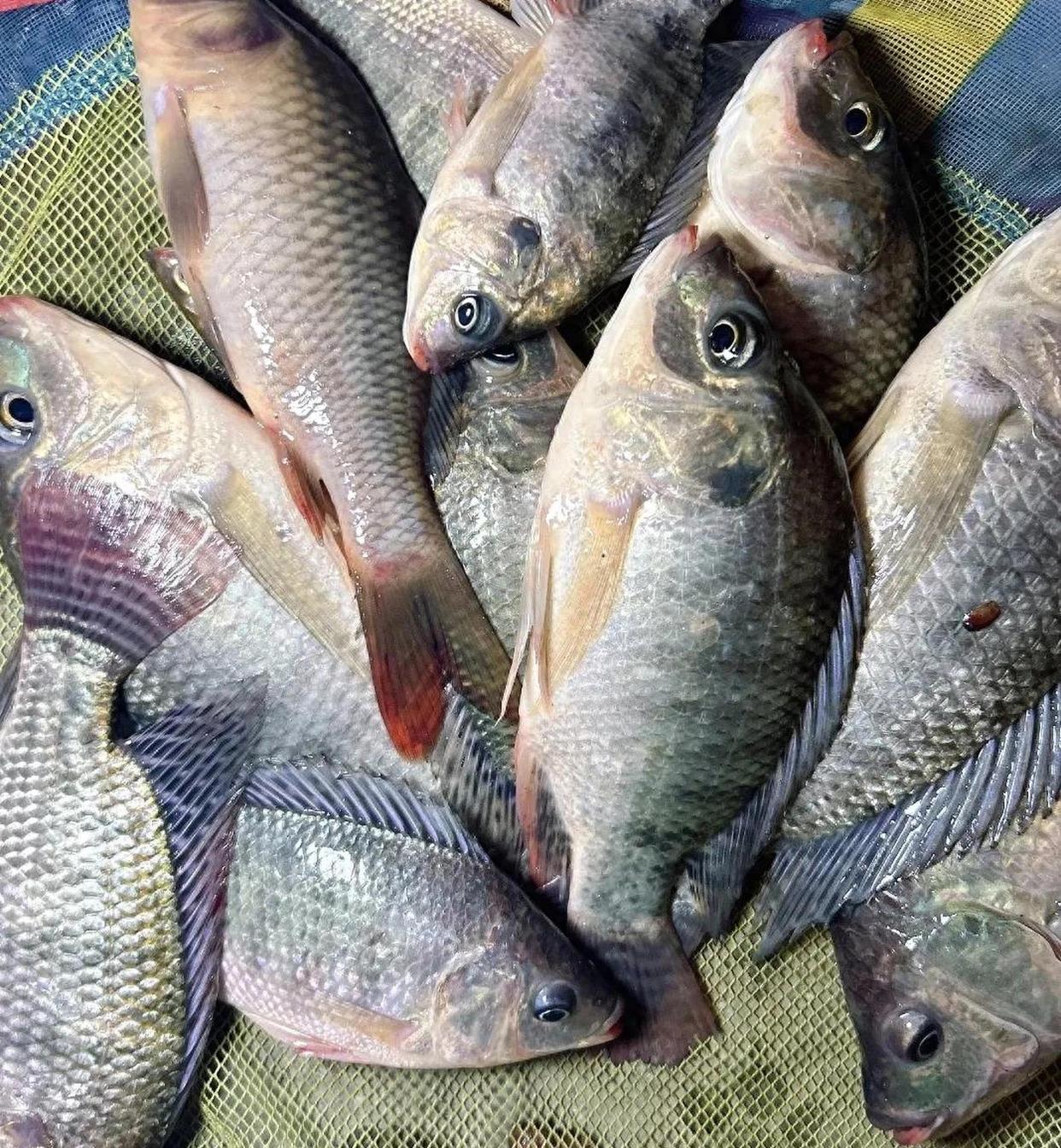 四海钓罗非鱼视频(海水罗非鱼怎么钓) 四海钓罗非鱼视频(海水罗非鱼怎么钓)