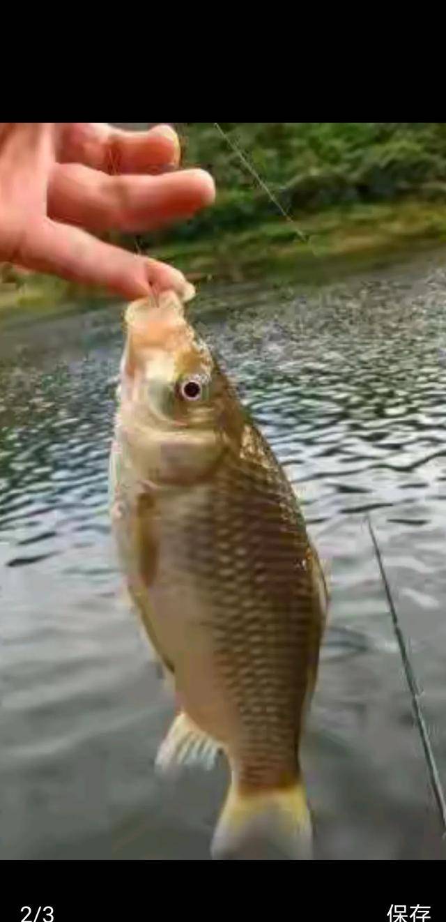 立冬钓鲫鱼的技巧(立冬以后用什么饵料钓鲫鱼)