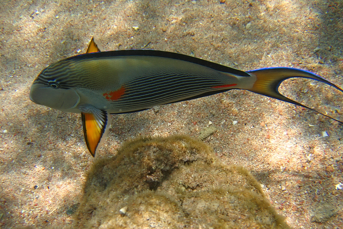 水上貂鱼渔具(水上貂鱼线怎么样)