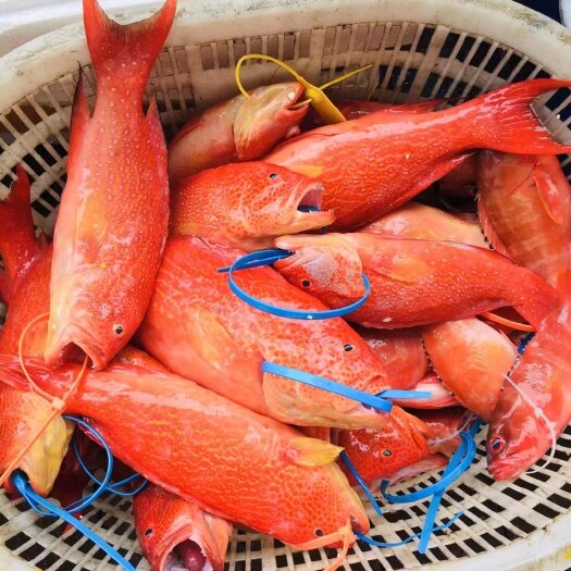 筏海钓鲷鱼(三种海钓的万能钓饵)