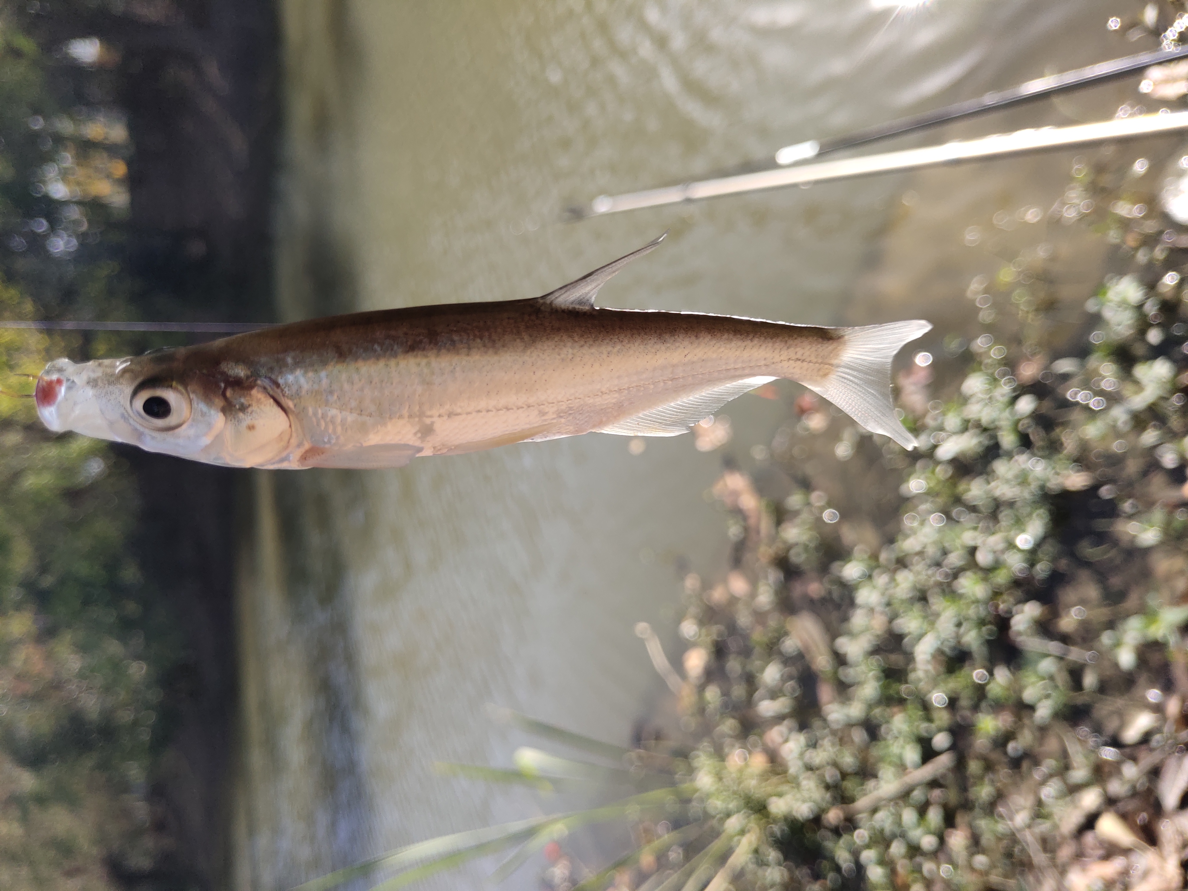 上海钓不到鱼(上海钓不到鱼的地方)