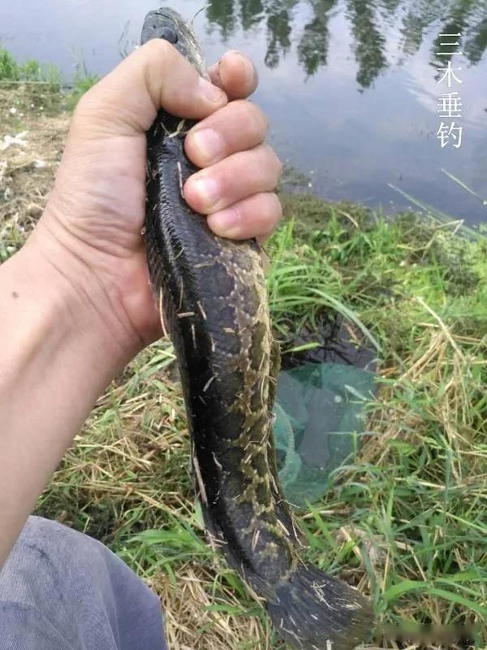 海钓钓黑鱼视频高清(海钓钓黑鱼视频高清版)