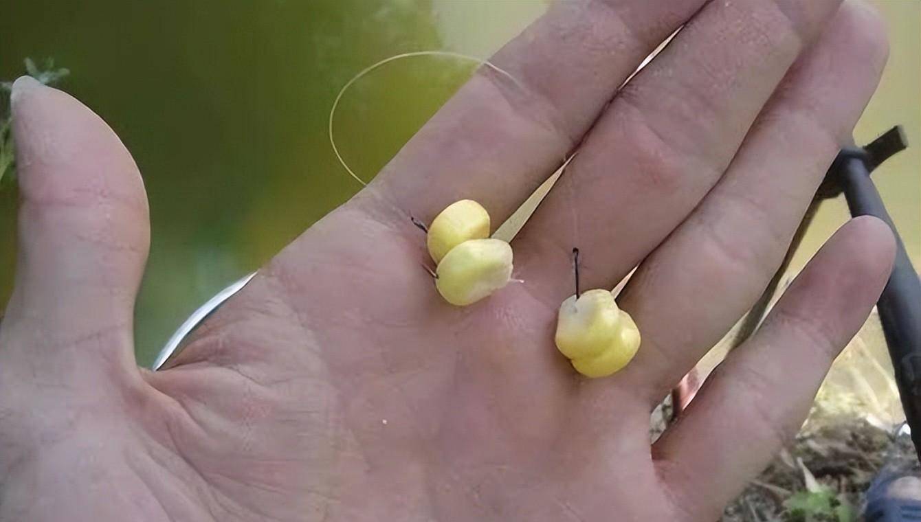 玉米抛投打窝技巧(抛竿玉米)