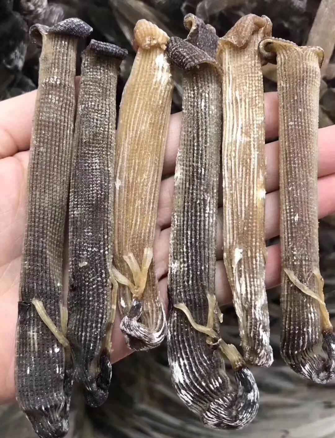 沙蚕保存技巧(沙蚕保存方法)