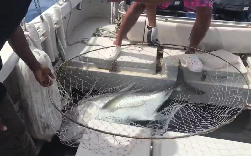 帕劳蓝鳍海钓(帕劳海水)