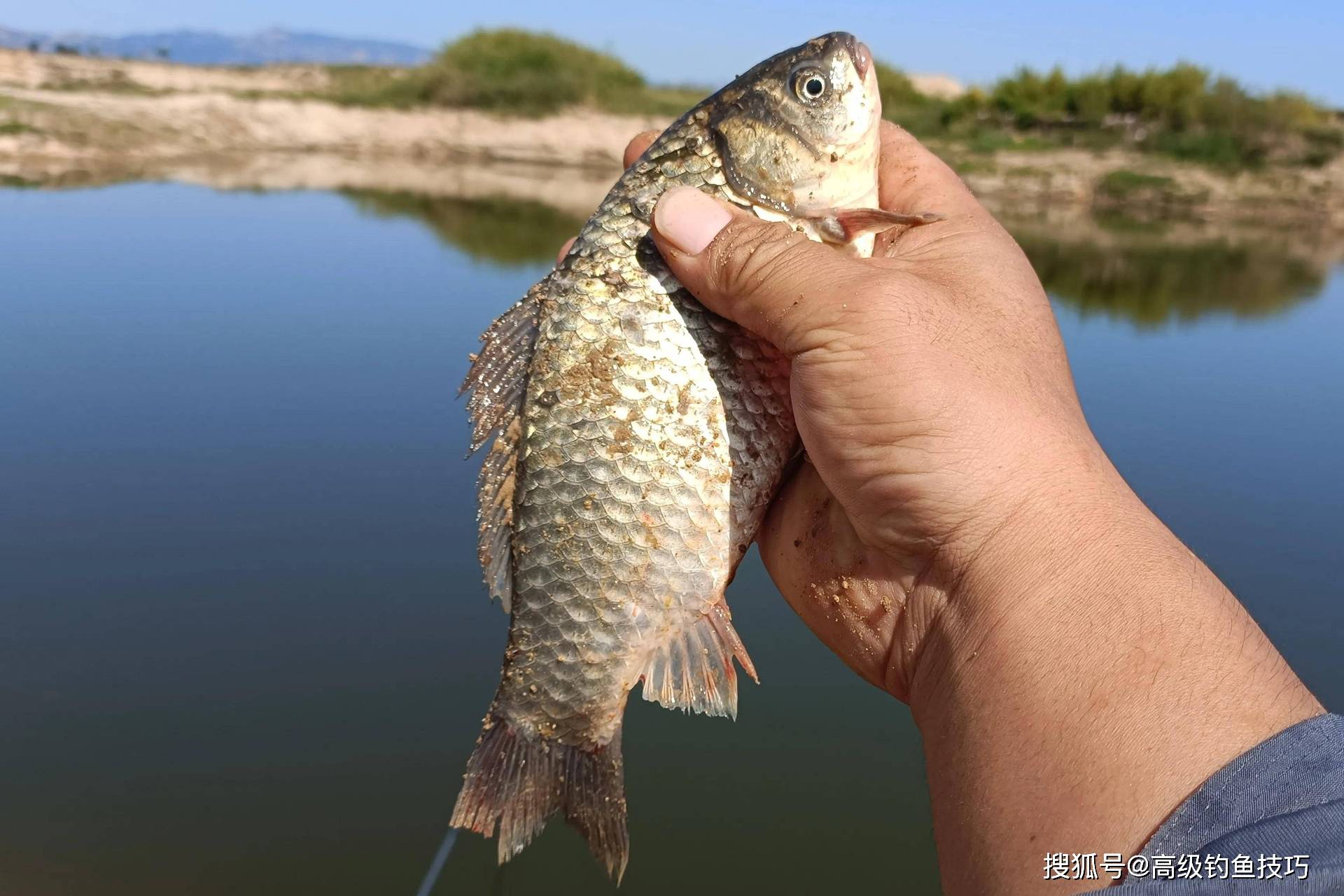 水库春钓鲫鱼技巧(水库春钓技巧讲解)