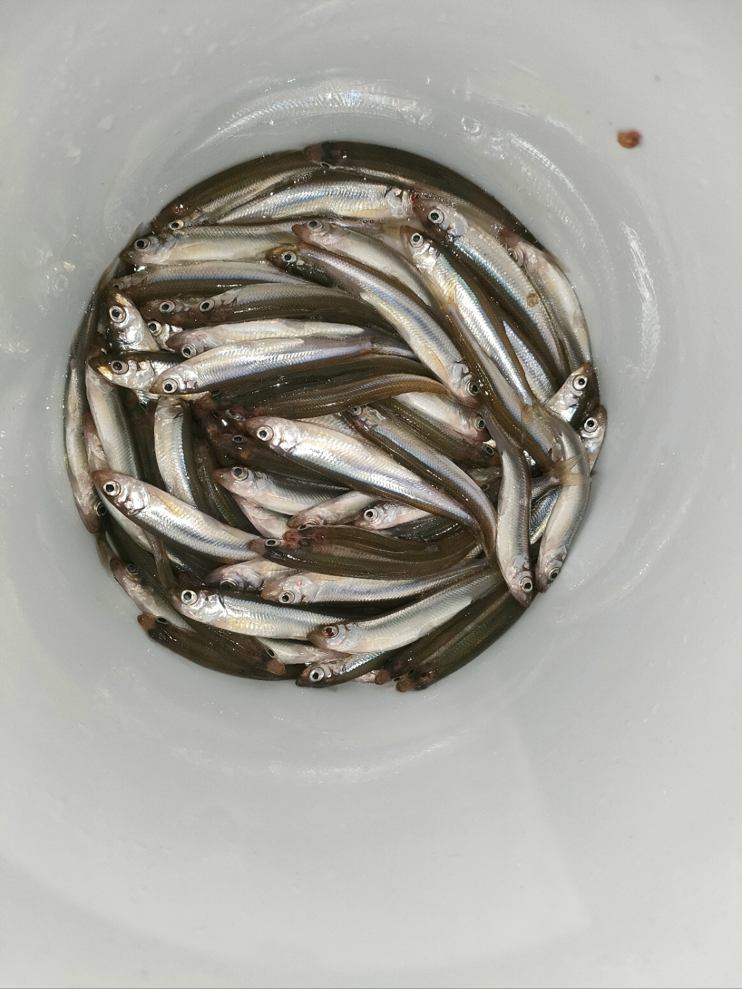 姜小公渔具(姜小柒洗发水是正规产品吗)