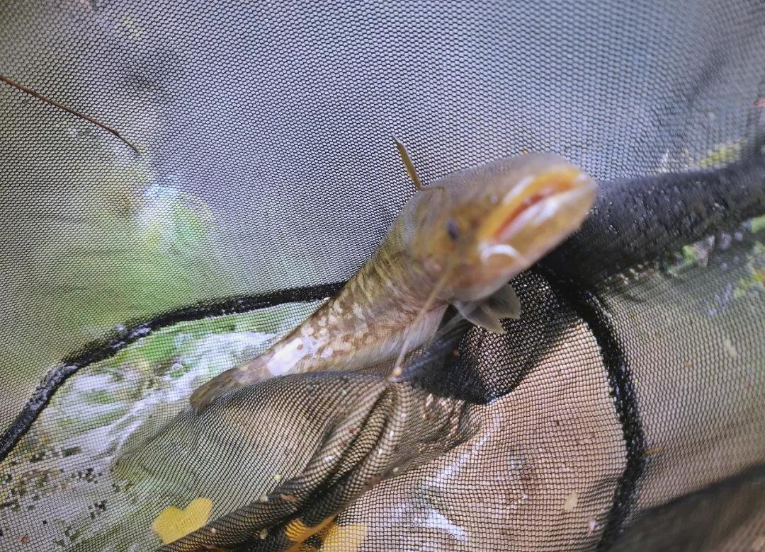 春季钓鲶鱼用什么饵料(春天钓鲶鱼用什么饵)