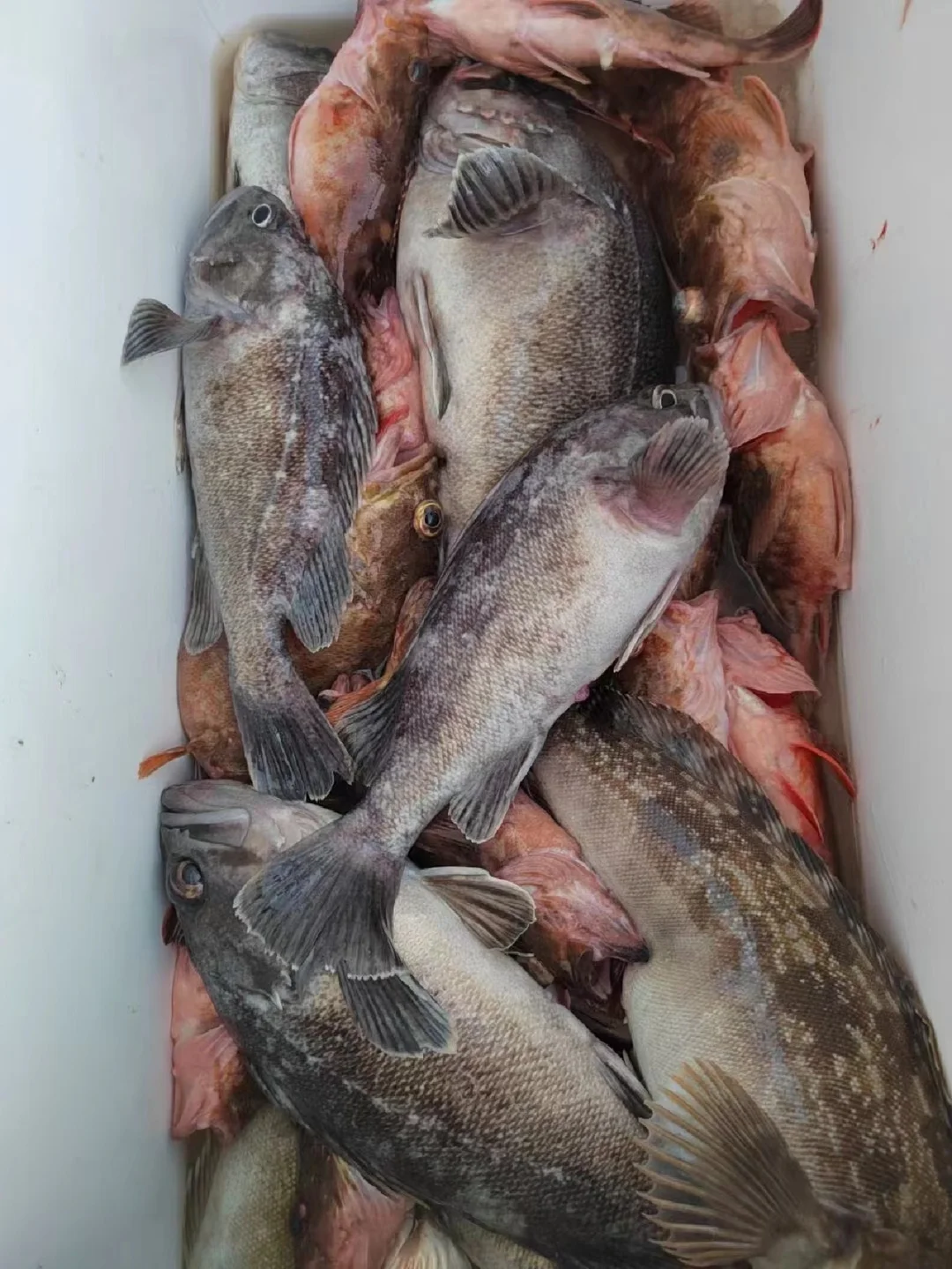 春节东营能海钓吗(2021年东营海钓免费地方)