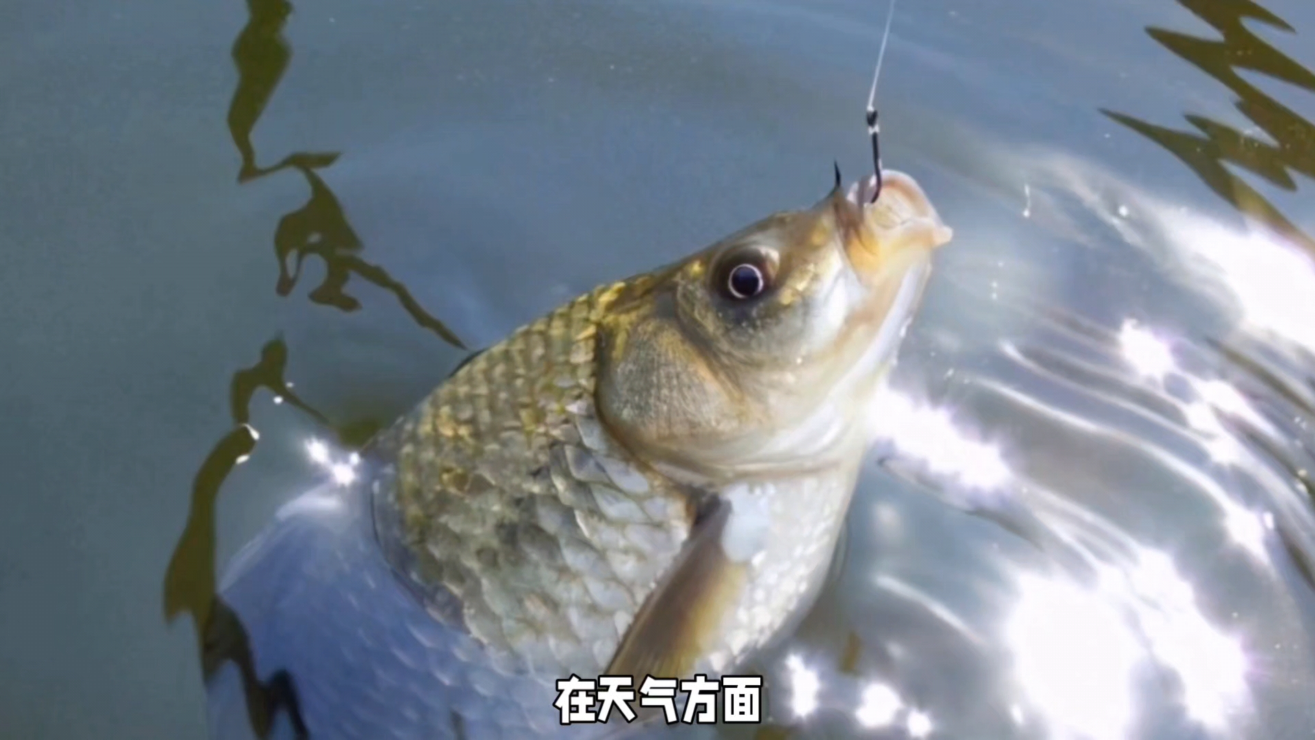 冬天钓鲤鱼视频技巧视频(冬天钓鲤鱼视频技巧视频大全)