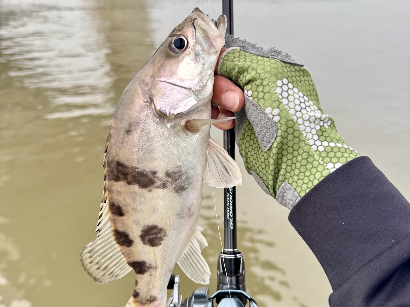 长江用路亚好路吗(长江里用路亚能路到什么鱼) 长江用路亚好路吗(长江里用路亚能路到什么鱼)