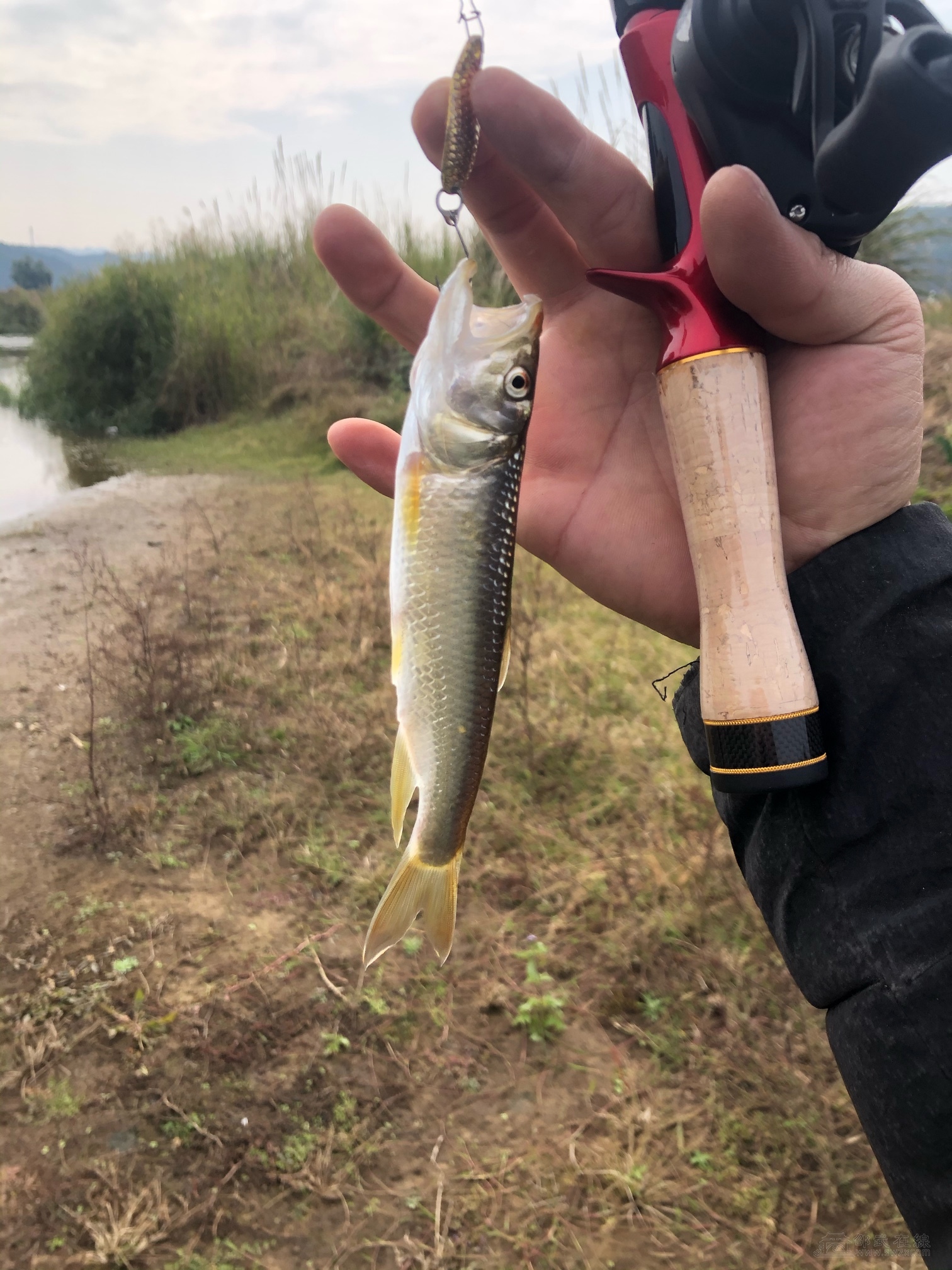 路亚spm(路亚竿mls什么意思) 路亚spm(路亚竿mls什么意思)