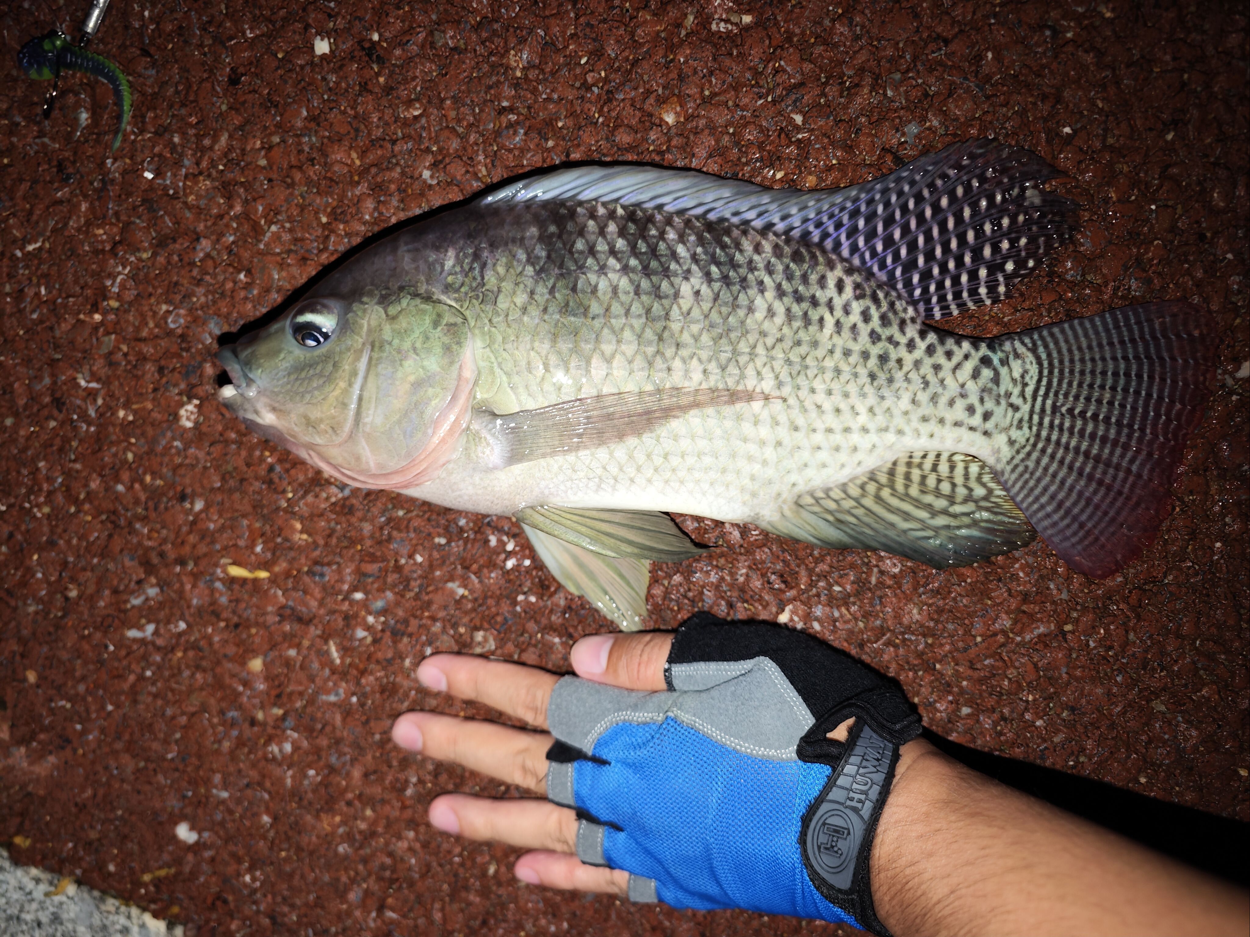 products路亚(FISHINGPLANET路亚) products路亚(FISHINGPLANET路亚)