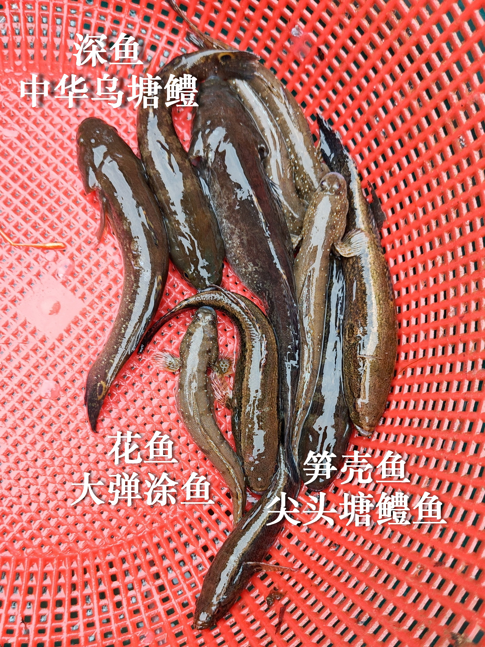 地笼捕黄桑鱼技巧(地笼怎么捉野生大黄鳝)