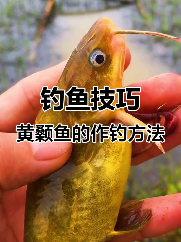 地笼捕黄桑鱼技巧(地笼怎么捉野生大黄鳝)