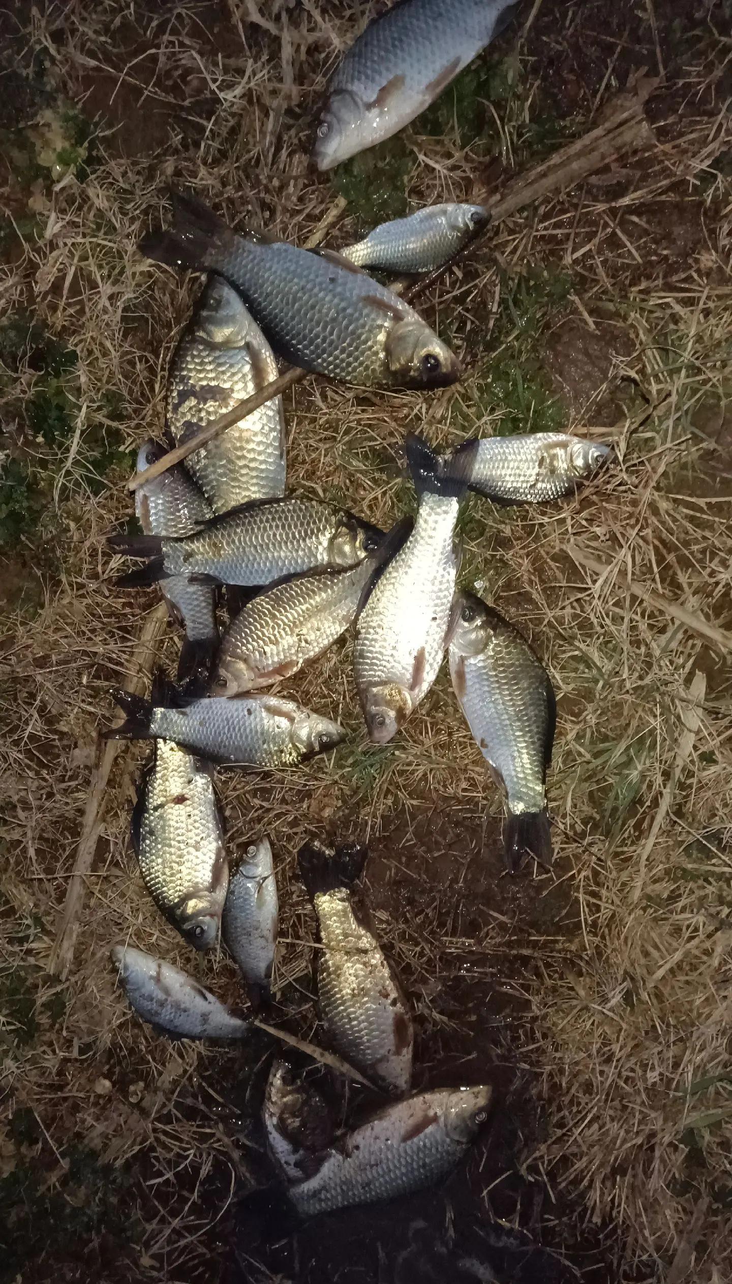 自然水域钓鲫鱼饵料(自然水域如何钓鲤鱼)
