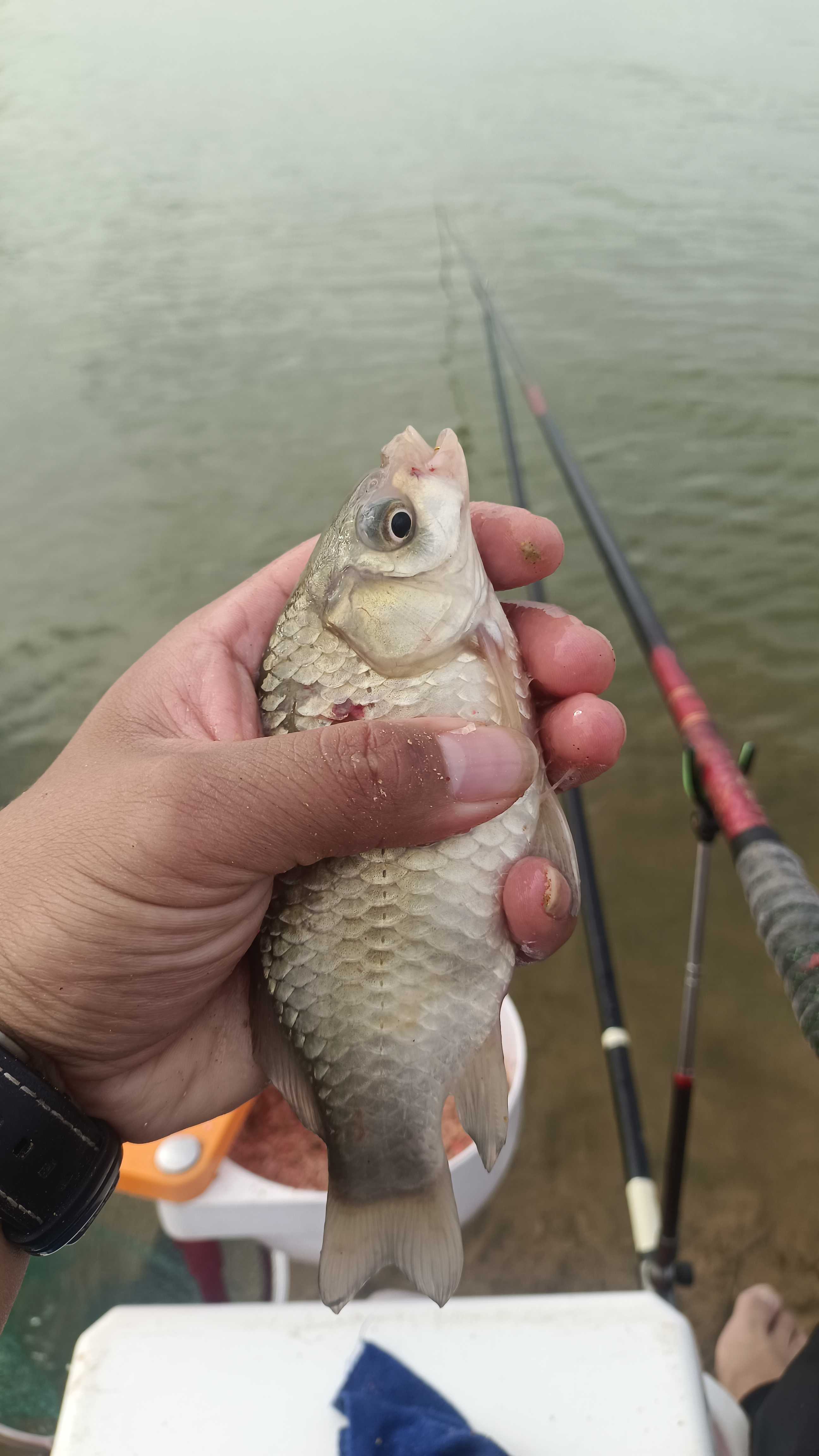 夏季阴天垂钓技巧(夏季阴天垂钓技巧视频)