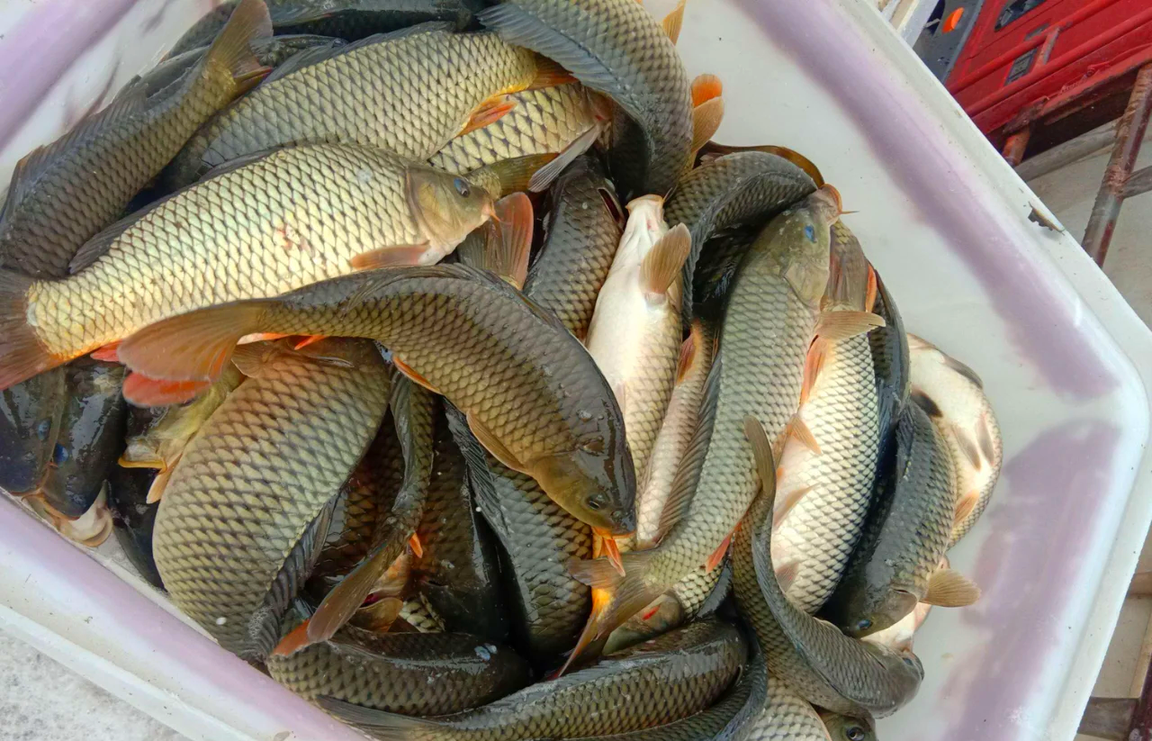 秋冬钓鲤鱼技巧(秋冬钓鲤鱼技巧图解)