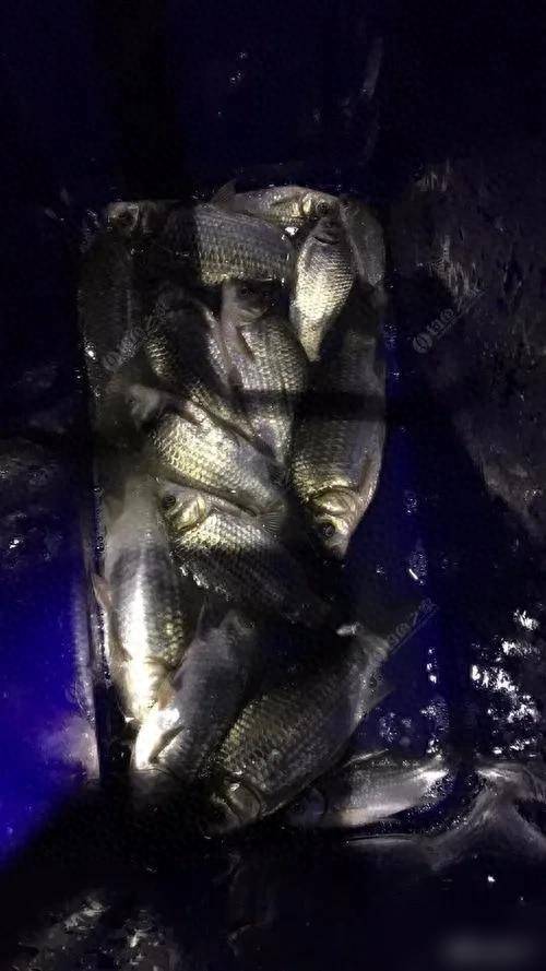 夜钓鲫鱼技巧饵料(夜钓鲫鱼技巧饵料推荐)