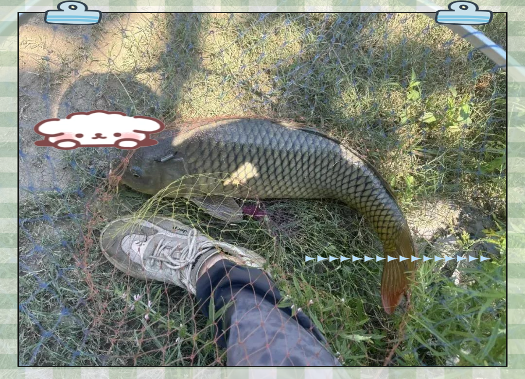 黑坑鲤技巧(黑坑鲤鱼如何钓)