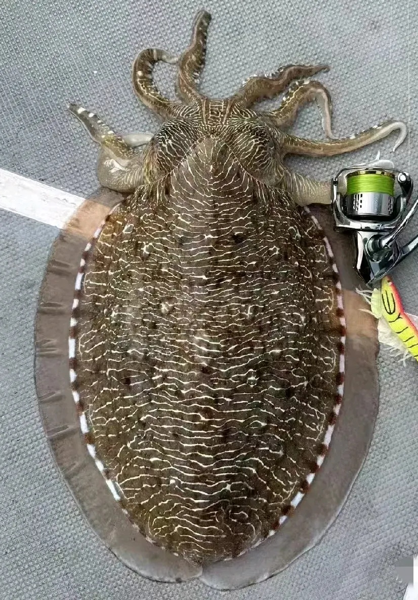 海钓岩虫图片(海钓的虫叫什么)