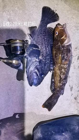 大连海钓黑头鱼视频(钓鱼视频海钓实战黑头)