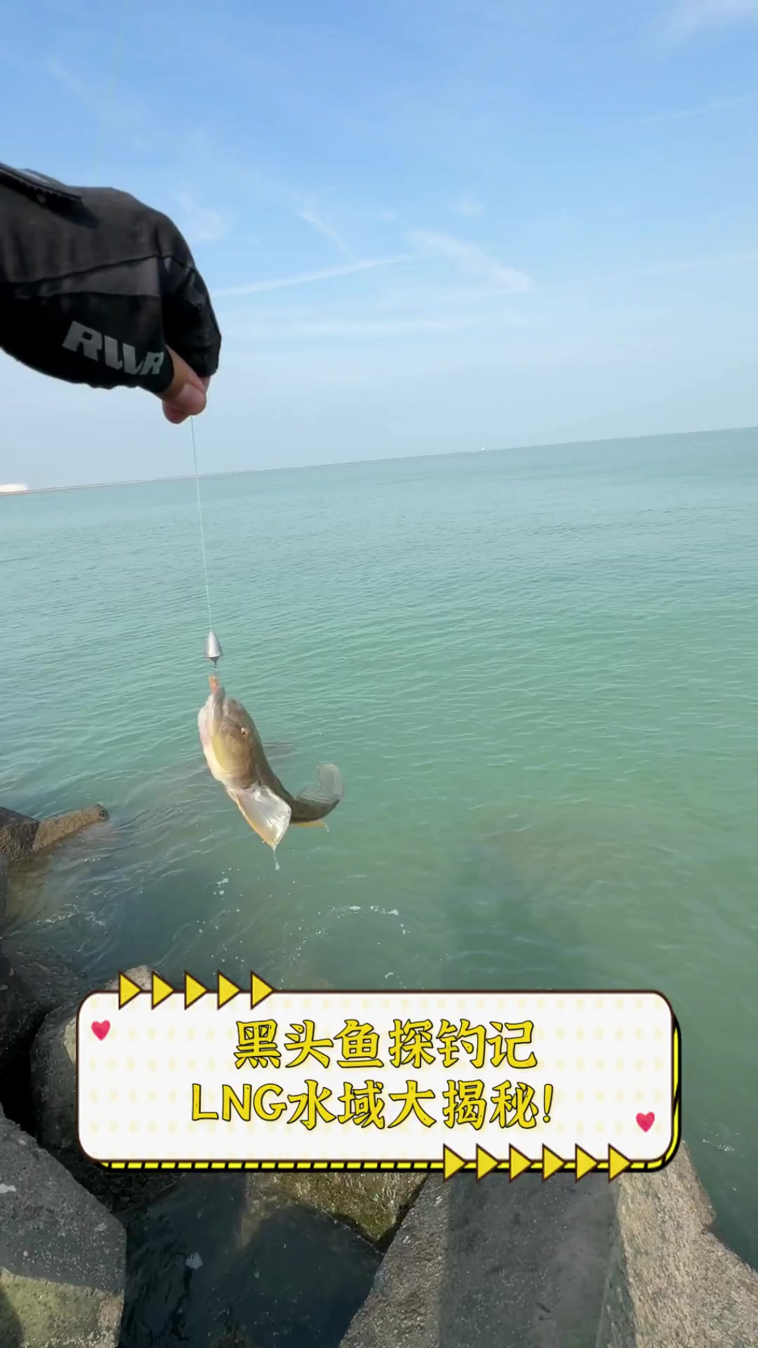 大连海钓黑头鱼视频(钓鱼视频海钓实战黑头)