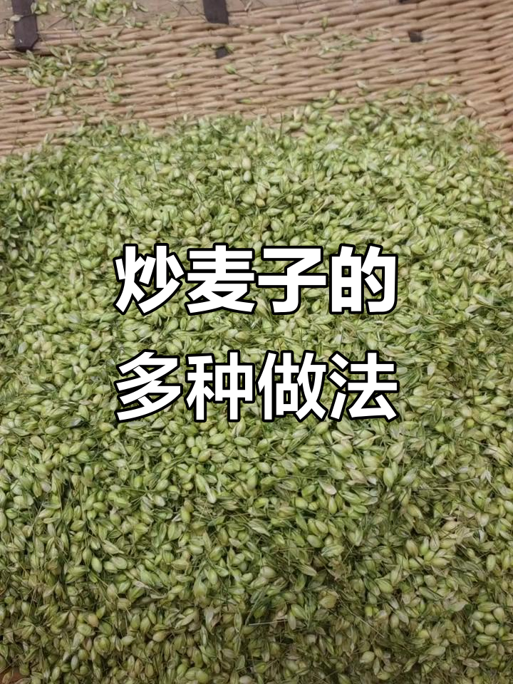 炒麦子做饵料(麦子饵料的制作方法)