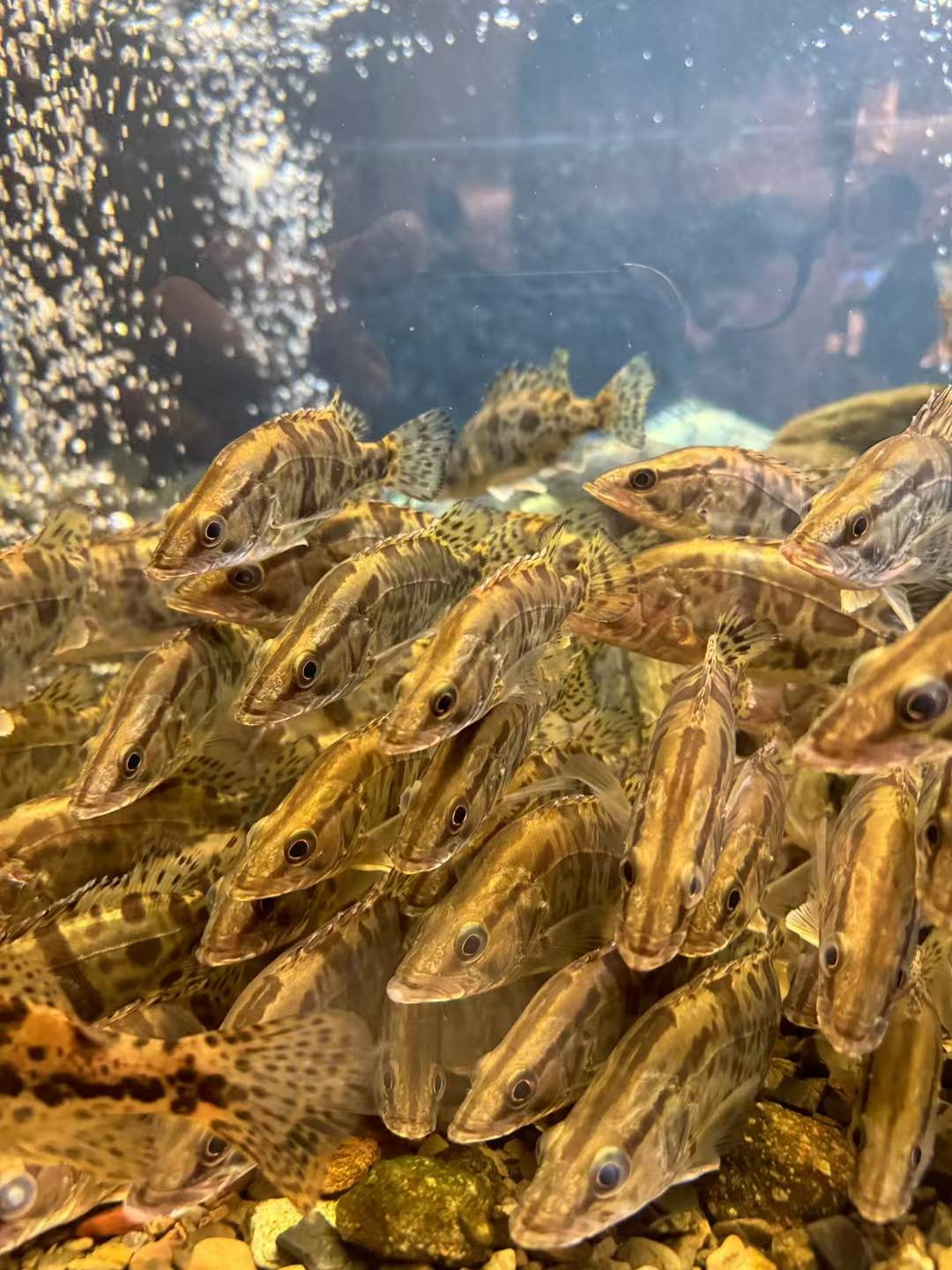 路亚大眼鳜(路亚钓大眼鳊)