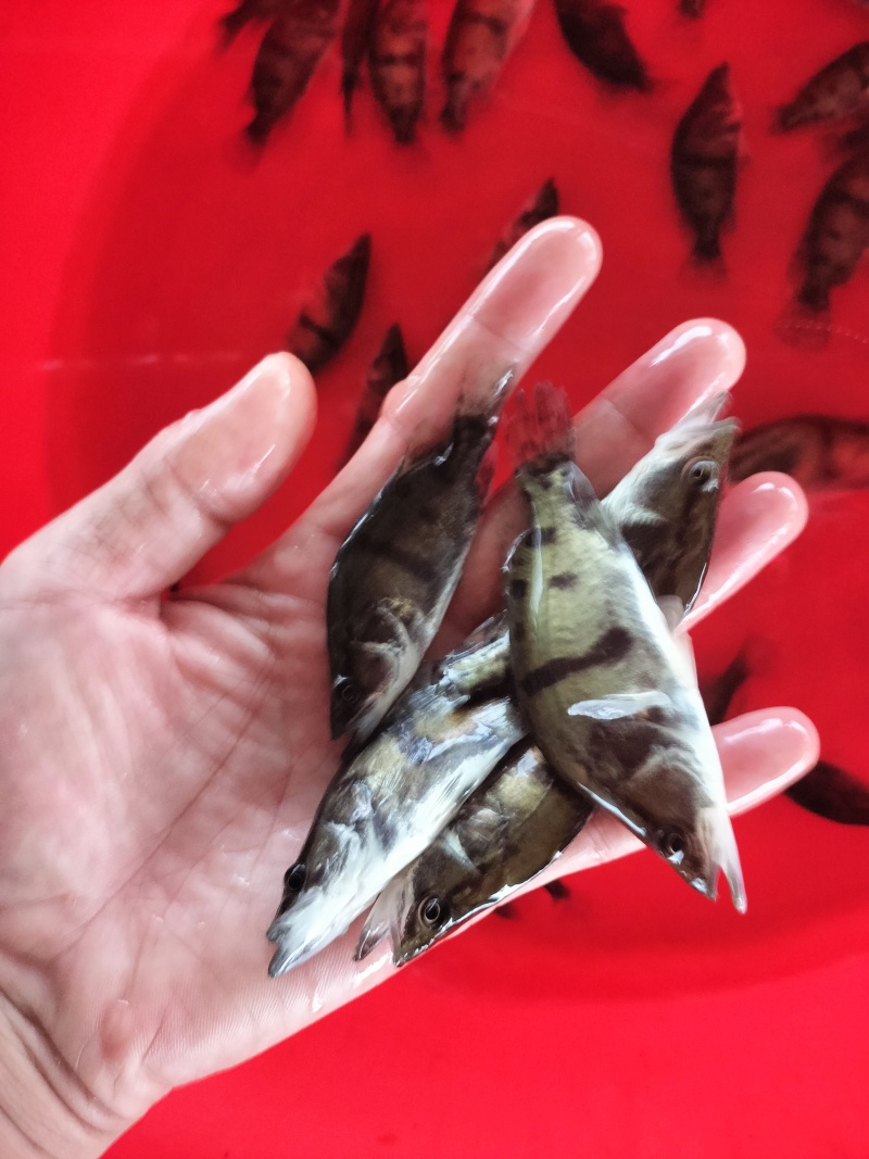 路亚大眼鳜(路亚钓大眼鳊)