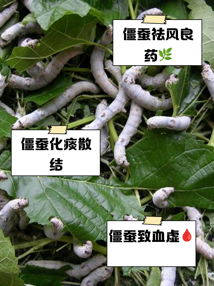 蚕可以做饵料吗(蚕虫能钓什么鱼)