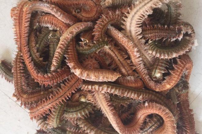 沙蚕海钓(沙蚕海钓饵料怎么用)