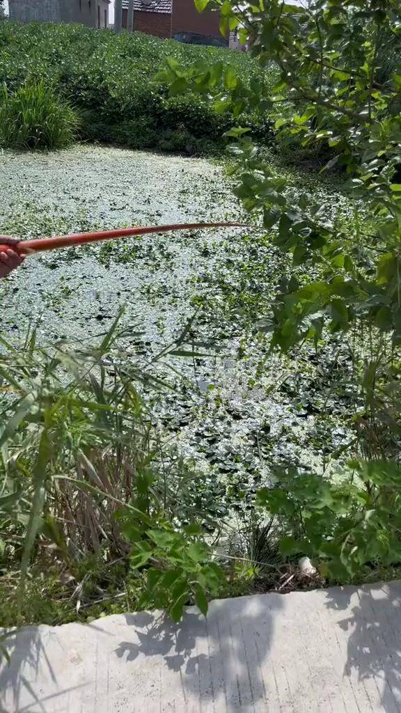 传统手竿钓黑鱼技巧(传统手竿钓黑鱼技巧图解)