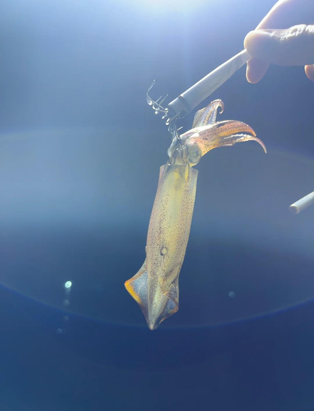 路亚海钓鱿鱼(鱿鱼路亚轮特点) 路亚海钓鱿鱼(鱿鱼路亚轮特点)